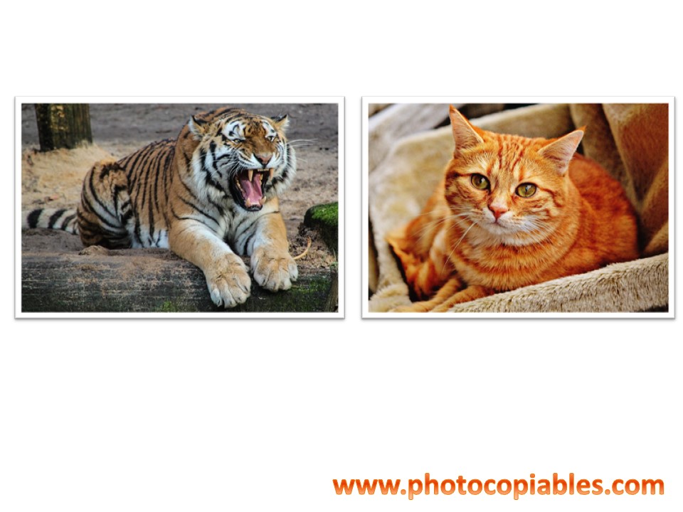 Comparatives flashcards 2