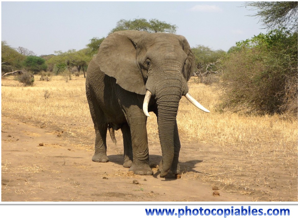 Superlatives_flashcards 1