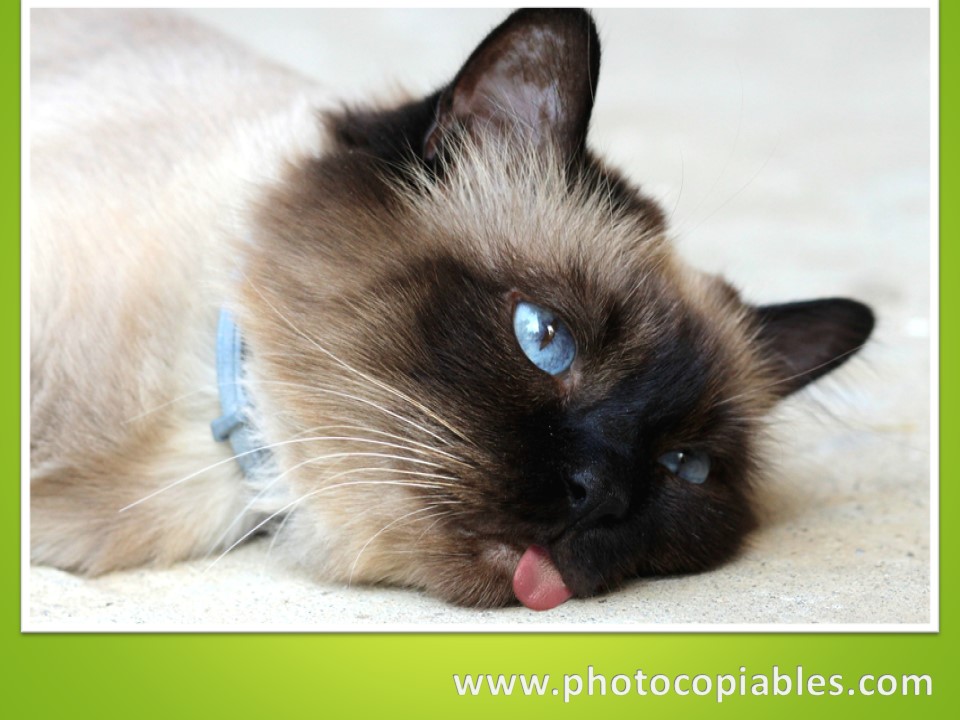 Noun Clauses Flashcards 2